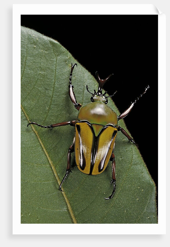 Eudicella gralli schultzeorum (flamboyant flower beetle) by Anonymous