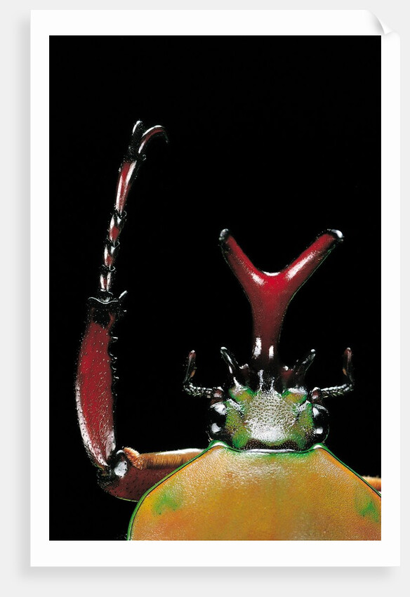 Eudicella gralli schultzeorum (flamboyant flower beetle) by Anonymous