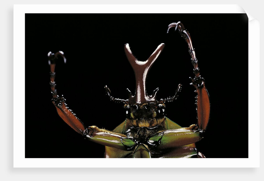 Eudicella gralli schultzeorum (flamboyant flower beetle) by Anonymous