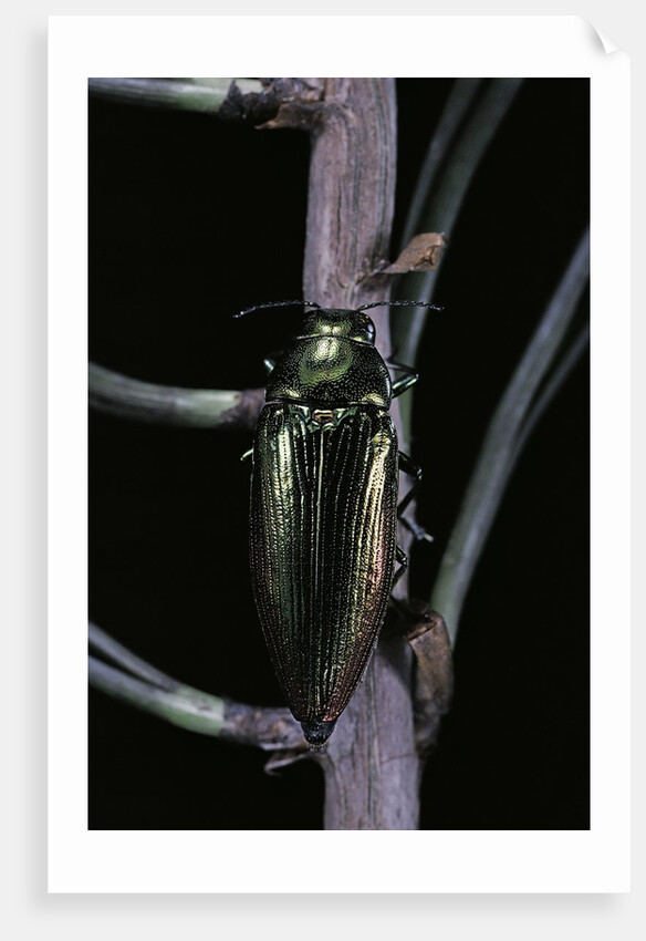 Eurythyrea micans (jewel beetle) by Anonymous