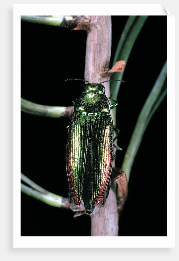 Eurythyrea micans (jewel beetle) by Anonymous