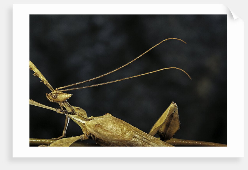 Extatosoma tiaratum (giant prickly stick insect) - male by Anonymous
