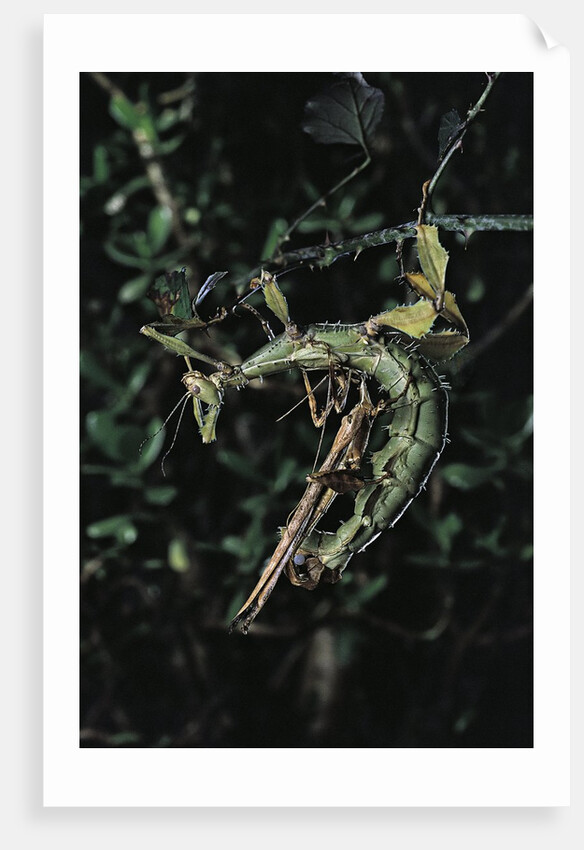 Extatosoma tiaratum (giant prickly stick insect) - mating by Anonymous