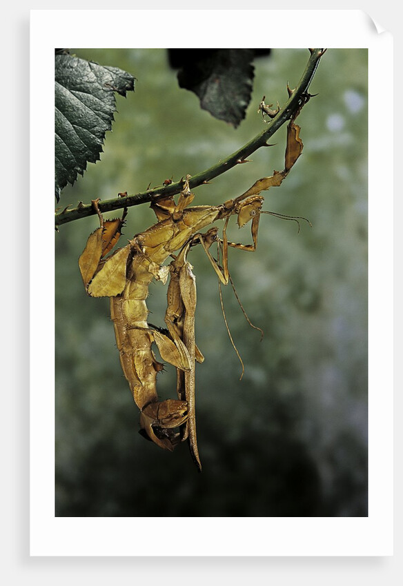 Extatosoma tiaratum (giant prickly stick insect) - mating by Anonymous