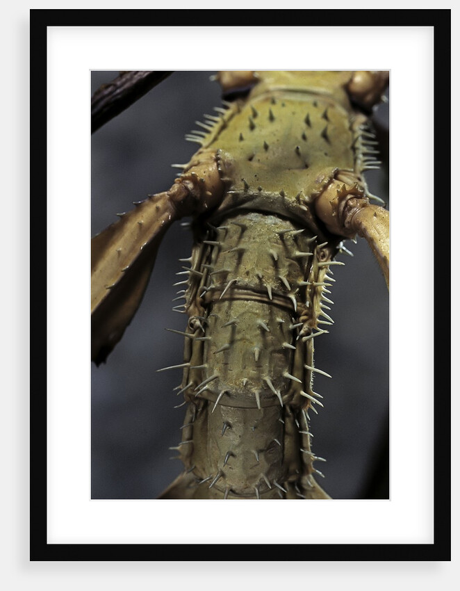 Extatosoma tiaratum (giant prickly stick insect) by Anonymous