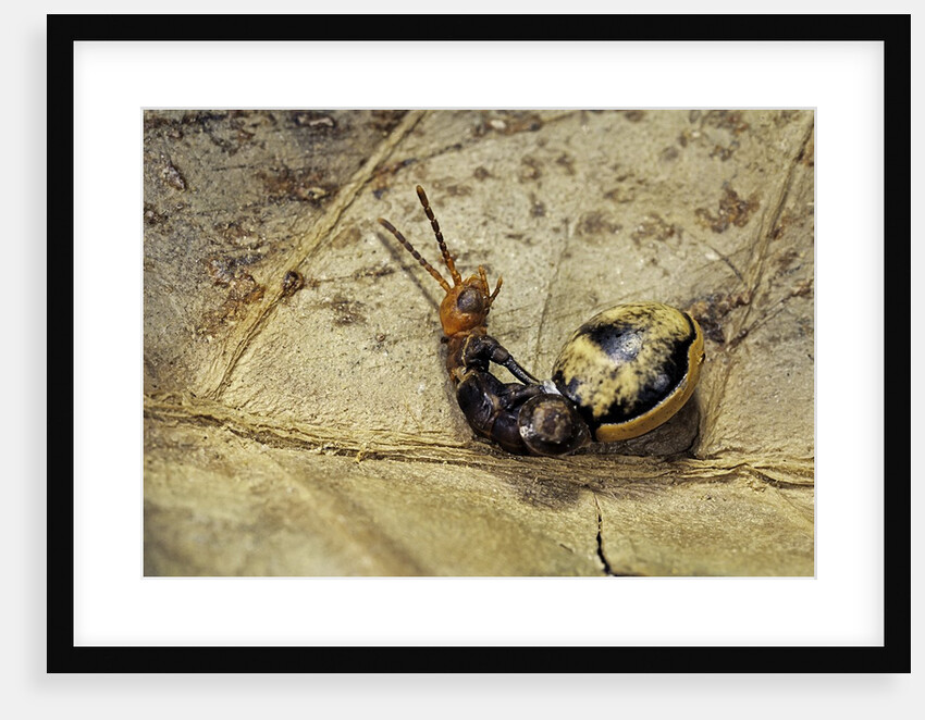 Extatosoma tiaratum (giant prickly stick insect) - hatching by Anonymous