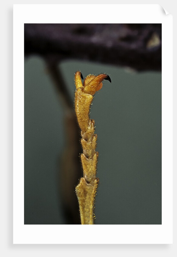 Extatosoma tiaratum (phasme) - end of leg by Anonymous