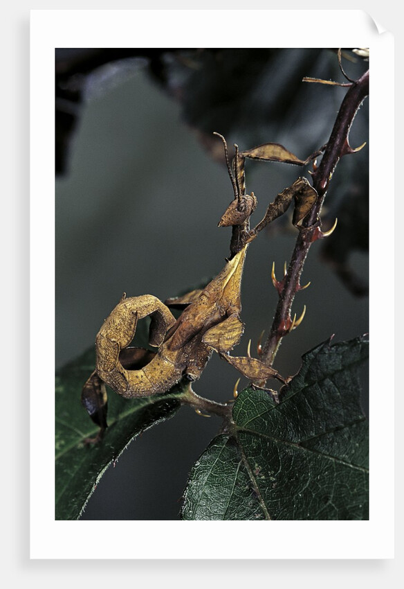 Extatosoma tiaratum (giant prickly stick insect) - larva by Anonymous