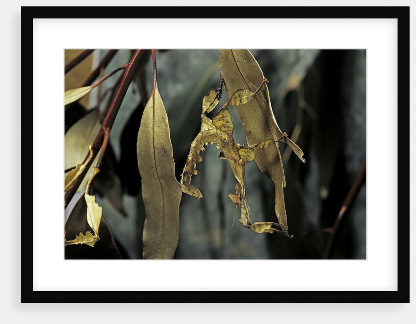 Extatosoma tiaratum (giant prickly stick insect) - larva by Anonymous