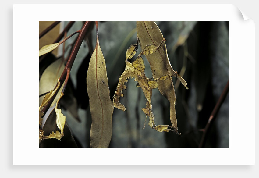 Extatosoma tiaratum (giant prickly stick insect) - larva by Anonymous
