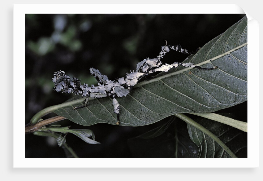 Extatosoma tiaratum (giant prickly stick insect) - particular form by Anonymous