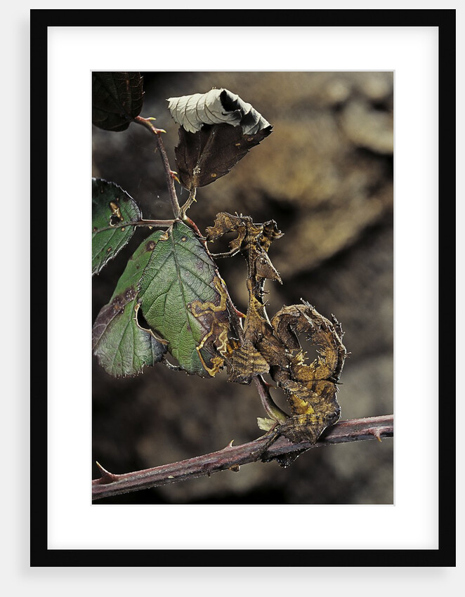 Extatosoma tiaratum (giant prickly stick insect) - larva by Anonymous