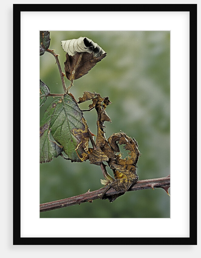 Extatosoma tiaratum (giant prickly stick insect) - larva by Anonymous