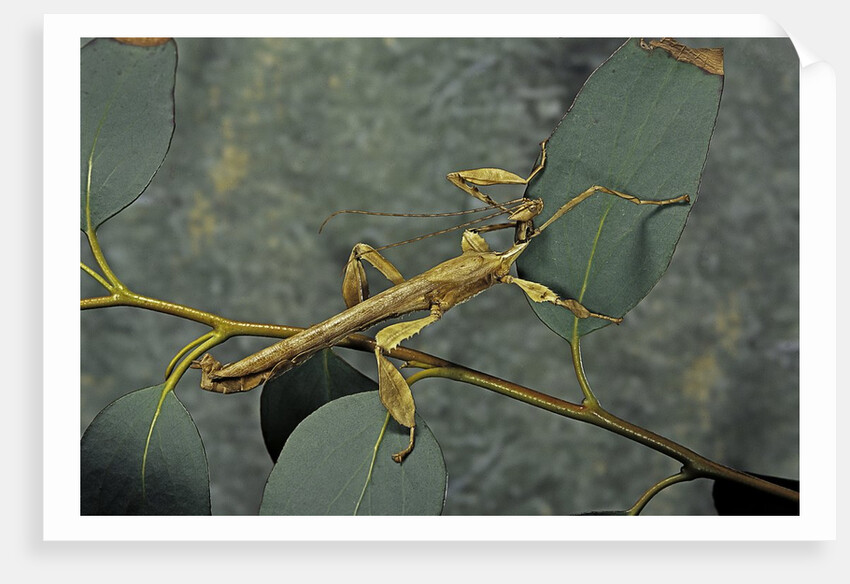 Extatosoma tiaratum (giant prickly stick insect) - male by Anonymous