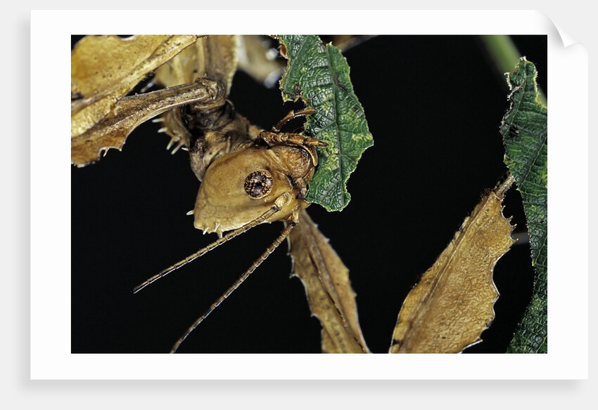 Extatosoma tiaratum (giant prickly stick insect) - feeding on leaf by Anonymous