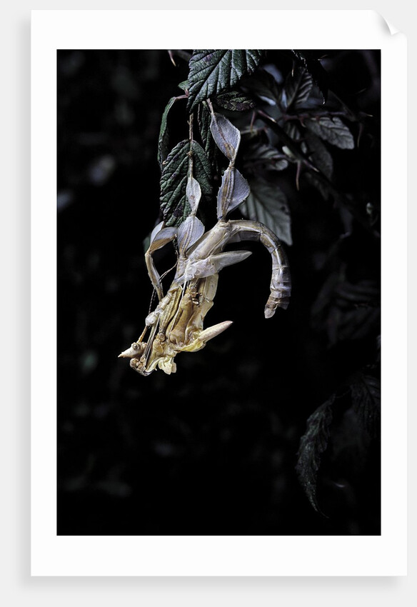 Extatosoma tiaratum (giant prickly stick insect) - emerging by Anonymous