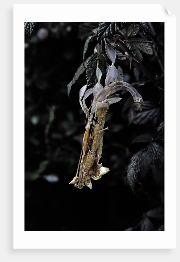 Extatosoma tiaratum (giant prickly stick insect) - emerging by Anonymous