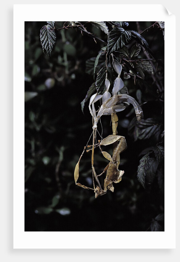 Extatosoma tiaratum (giant prickly stick insect) - emerging by Anonymous