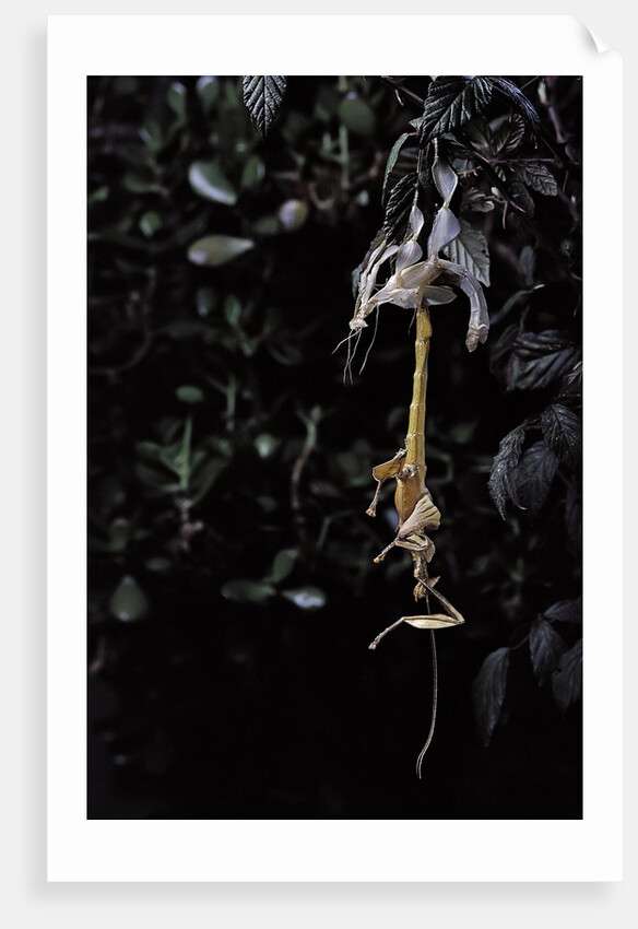 Extatosoma tiaratum (giant prickly stick insect) - emerging by Anonymous