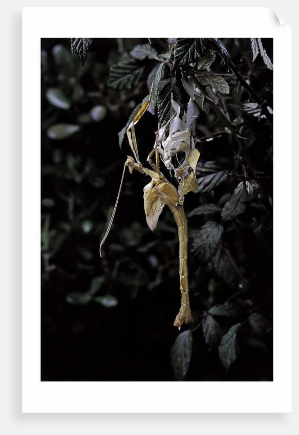 Extatosoma tiaratum (giant prickly stick insect) - emerging by Anonymous