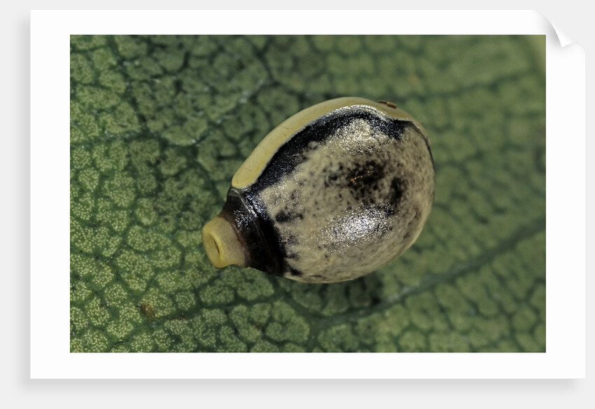 Extatosoma tiaratum (giant prickly stick insect) - egg by Anonymous