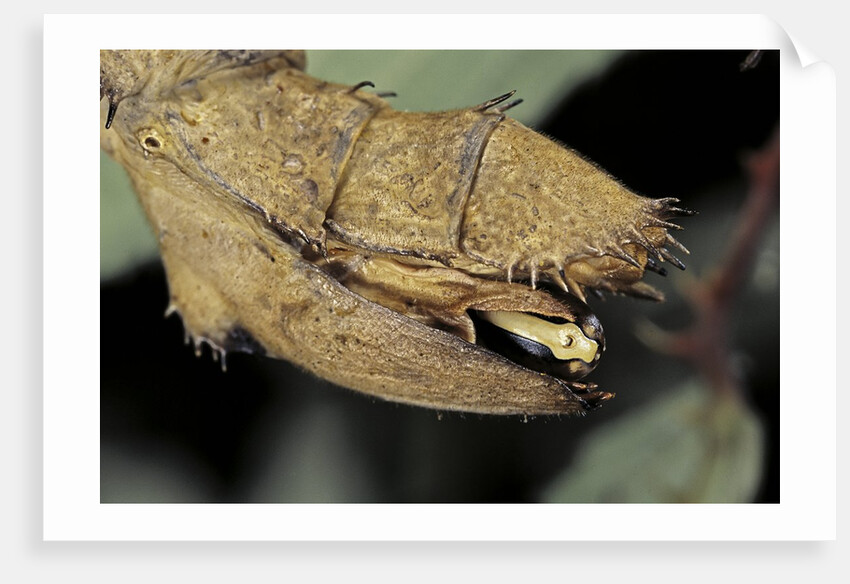 Extatosoma tiaratum (giant prickly stick insect) - before the egg ejectment by Anonymous