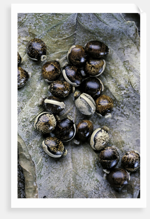 Extatosoma tiaratum (giant prickly stick insect) - eggs by Anonymous