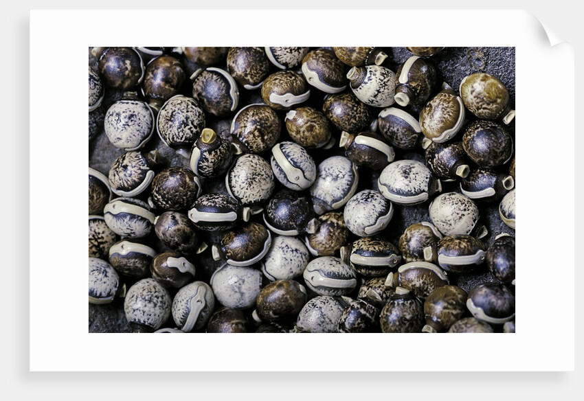 Extatosoma tiaratum (giant prickly stick insect) - eggs by Anonymous