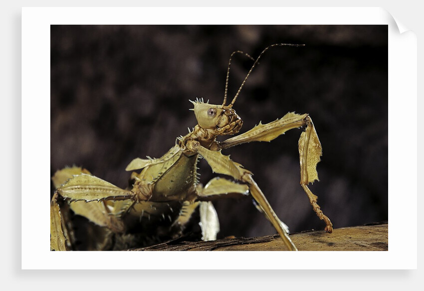 Extatosoma tiaratum (giant prickly stick insect) by Anonymous