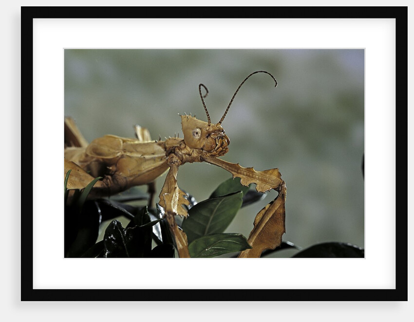 Extatosoma tiaratum (giant prickly stick insect) by Anonymous
