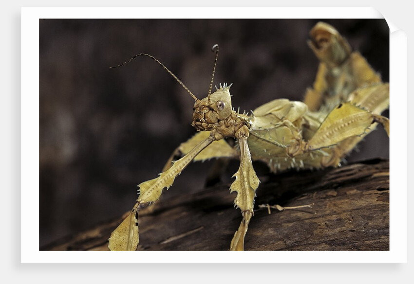 Extatosoma tiaratum (giant prickly stick insect) by Anonymous
