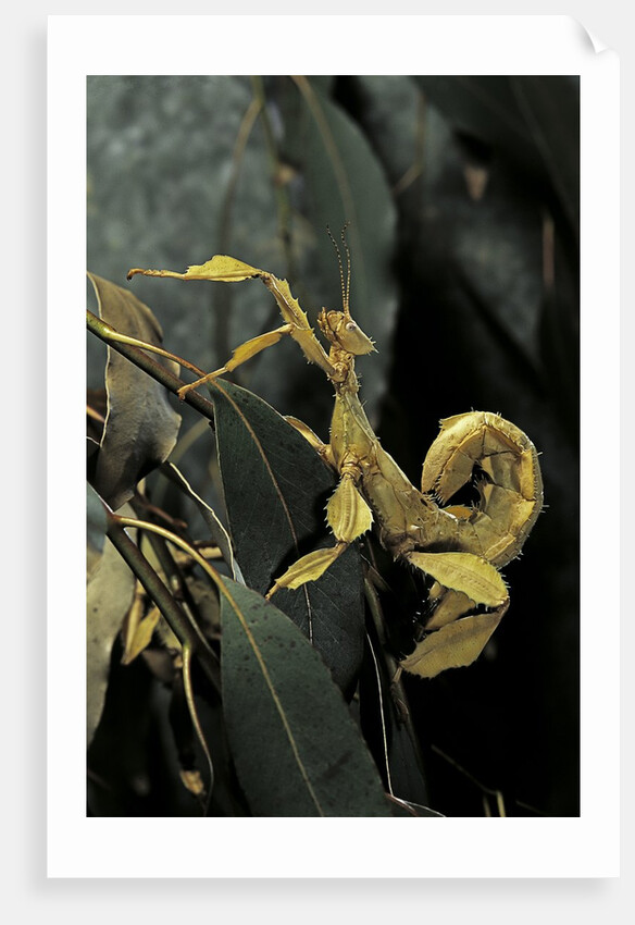Extatosoma tiaratum (giant prickly stick insect) by Anonymous