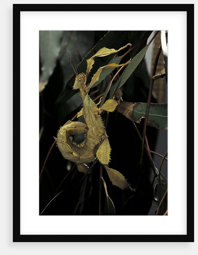 Extatosoma tiaratum (giant prickly stick insect) by Anonymous
