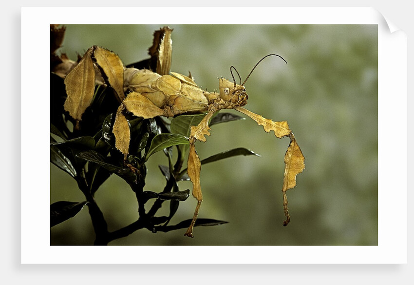 Extatosoma tiaratum (giant prickly stick insect) by Anonymous