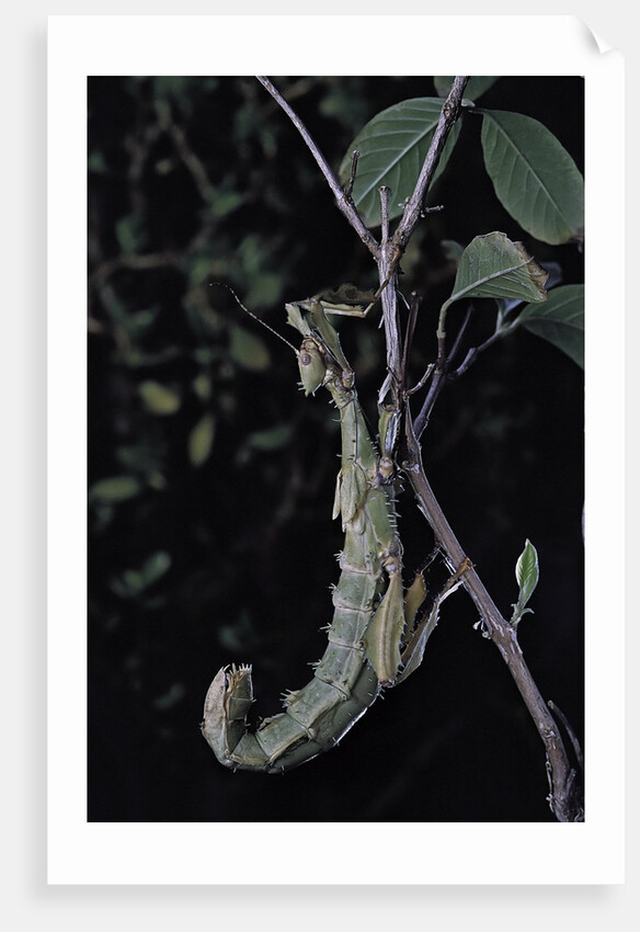 Extatosoma tiaratum (giant prickly stick insect) by Anonymous