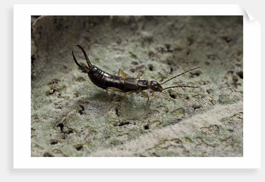 Forficula auricularia (european earwig) by Anonymous