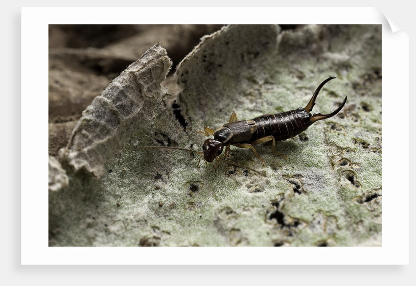 Forficula auricularia (european earwig) by Anonymous