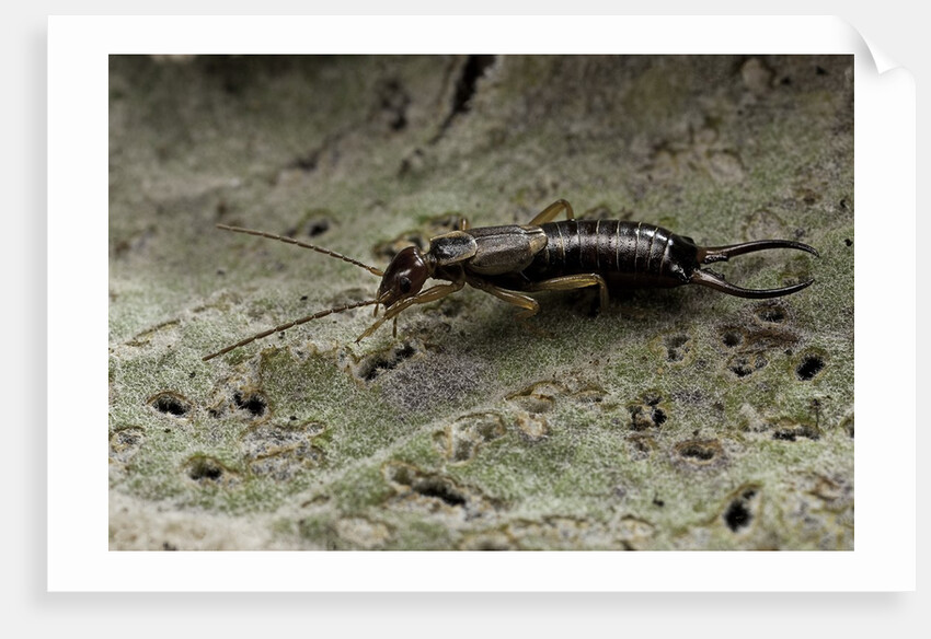 Forficula auricularia (european earwig) by Anonymous
