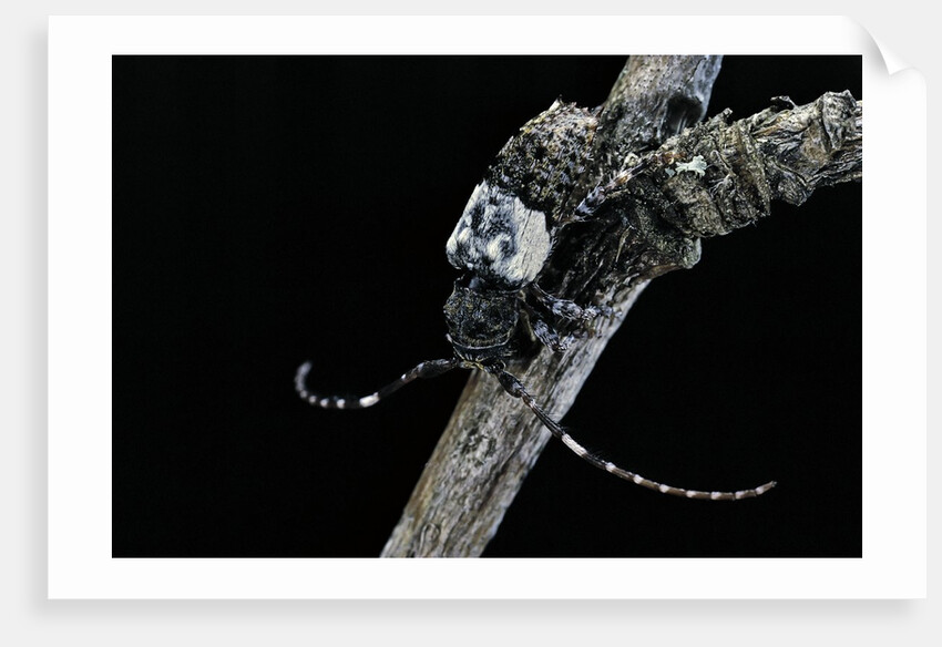 Pogonocherus hispidulus (flat-faced longhorns beetle) by Anonymous