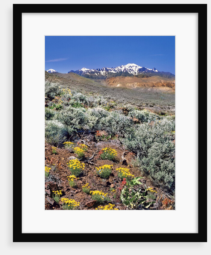 Alvord Desert by Anonymous