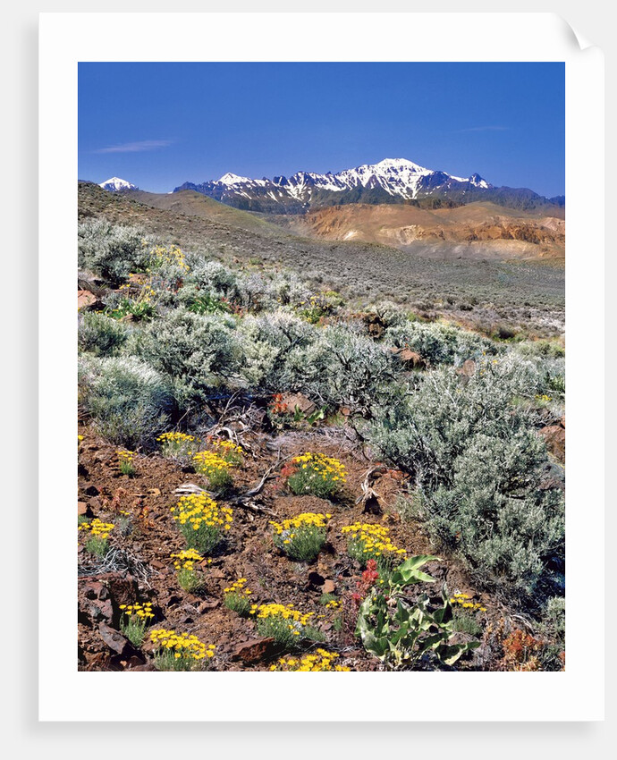 Alvord Desert by Anonymous