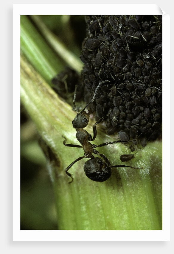Formica rufa (red wood ant) - with aphids by Anonymous