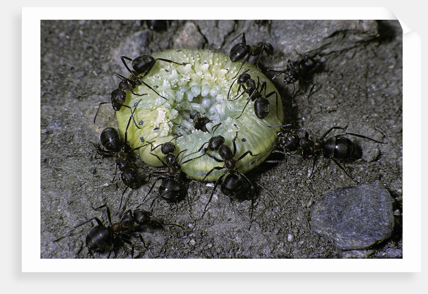 Formica rufa (red wood ant) - attacking a larva by Anonymous