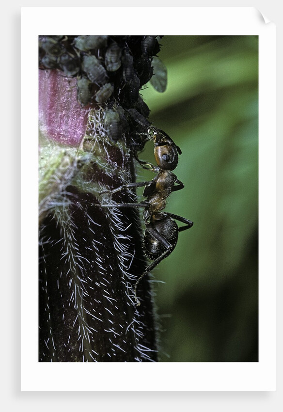 Formica rufa (red wood ant) - with aphids by Anonymous