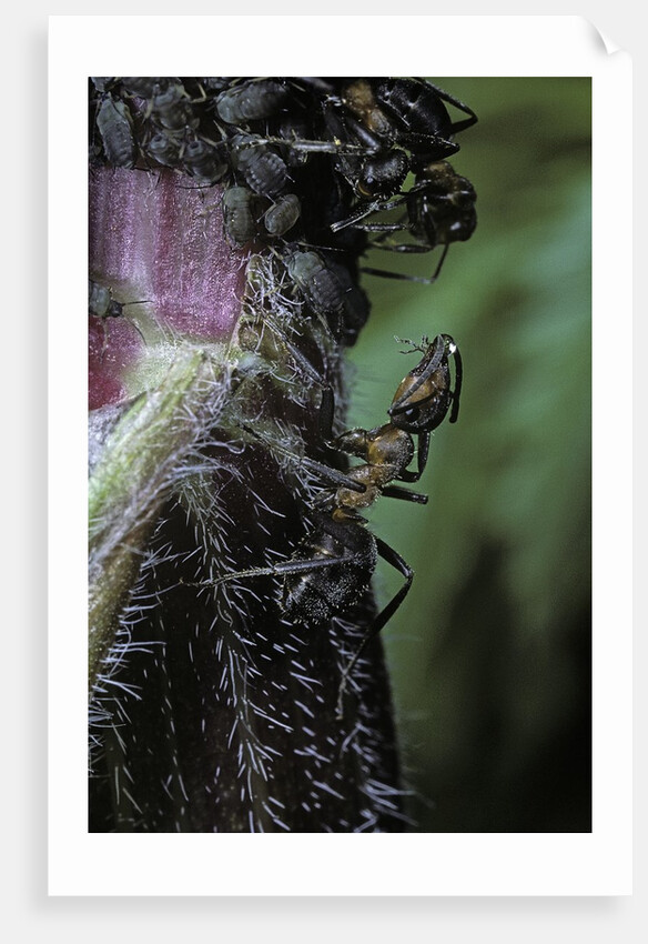 Formica rufa (red wood ant) - with aphids by Anonymous