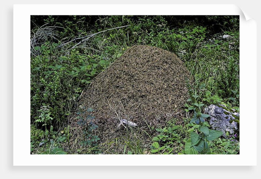 Formica rufa (red wood ant) - dome-shaped nest by Anonymous
