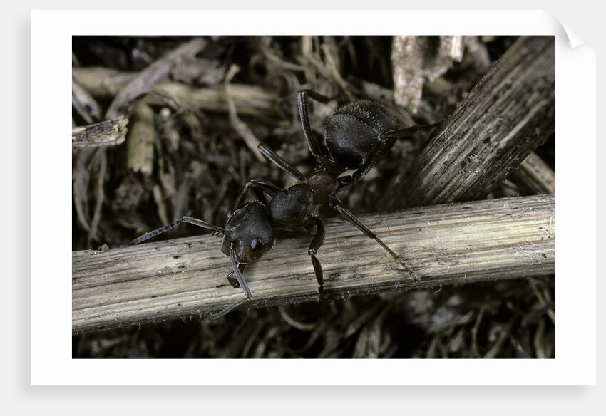 Formica rufa (red wood ant) by Anonymous