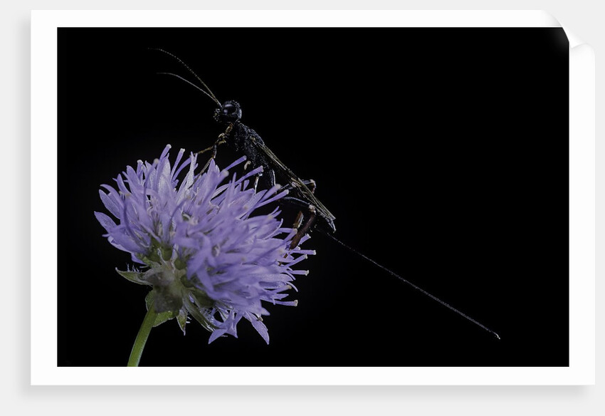 Gasteruption jaculator (parasitic wasp) by Anonymous