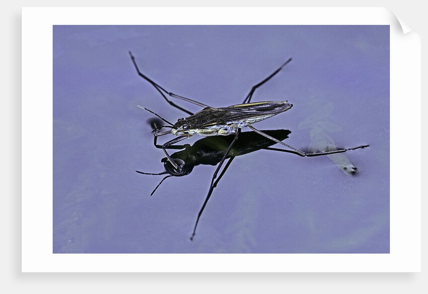 Gerris lacustris (common pond skater) by Anonymous