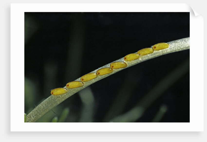 Gerris lacustris (common pond strider) - eggs on an aquatic plant by Anonymous